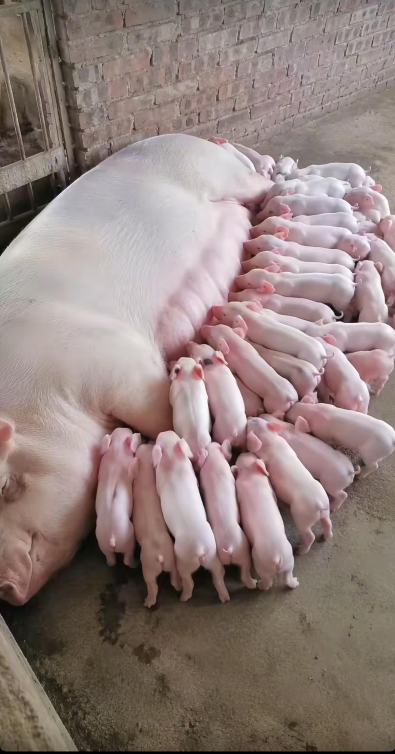 农村养猪的回忆：那时家家户户都养猪。开春时，买一只十几斤重的猪仔。通常会选伢猪（