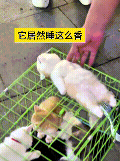 我看了好几遍这个视频，真是把我逗笑了。街边卖猫的铁笼子里装着好些小猫，有只白猫直