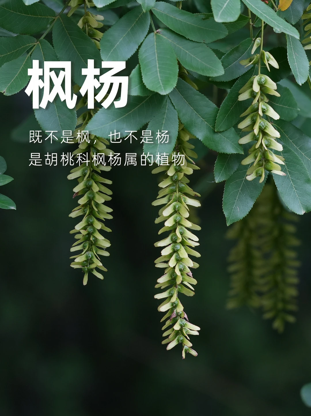 枫杨，像枫像杨又不是枫和杨。