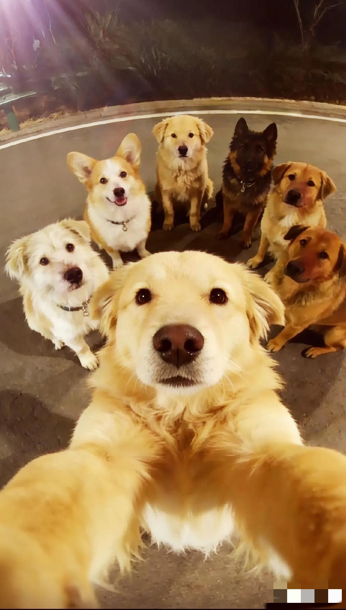 结伴走17公里回家的狗狗里，最让我感动的是那只柯基！它的名字叫大胖，在整个行程中