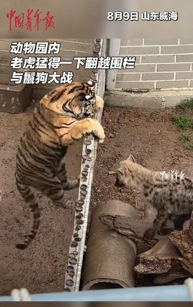 “这个小老虎火了！”山东，一动物园内，一条鬣狗隔着栅栏疯狂挑衅小老虎，接连两次，