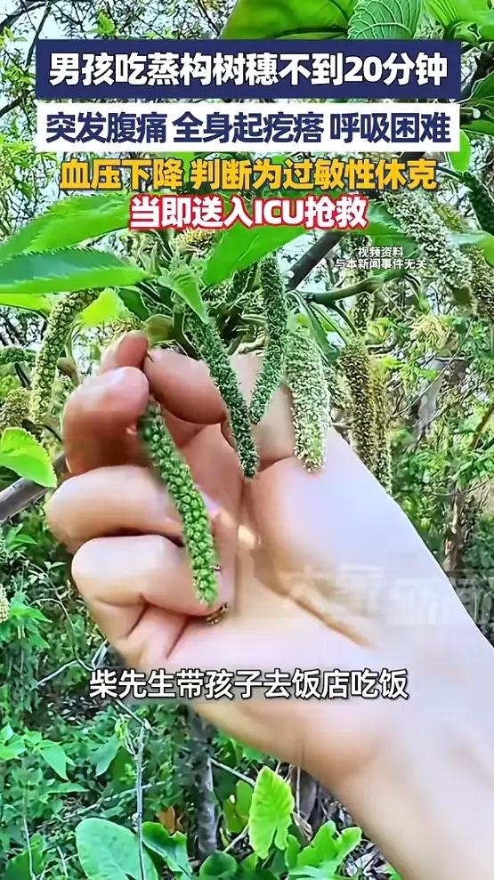 “悲剧还是发生了！”3月28日，河南许昌，一男子带孩子去饭店时，点了一份蒸构树穗