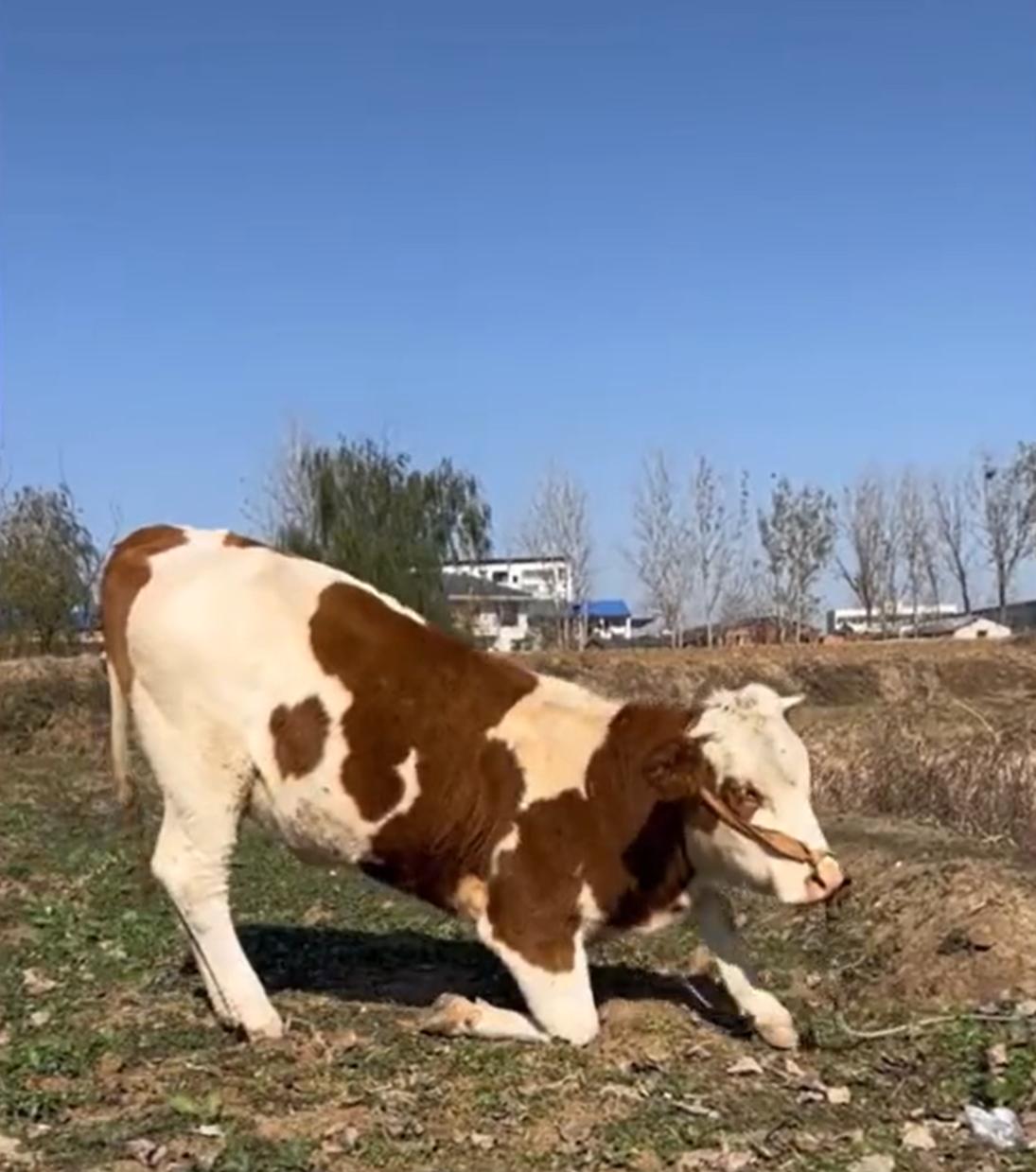 “太有灵性了！”湖北襄阳，女子看到村口有一只母牛要被杀掉卖肉，女子不忍心，就花8