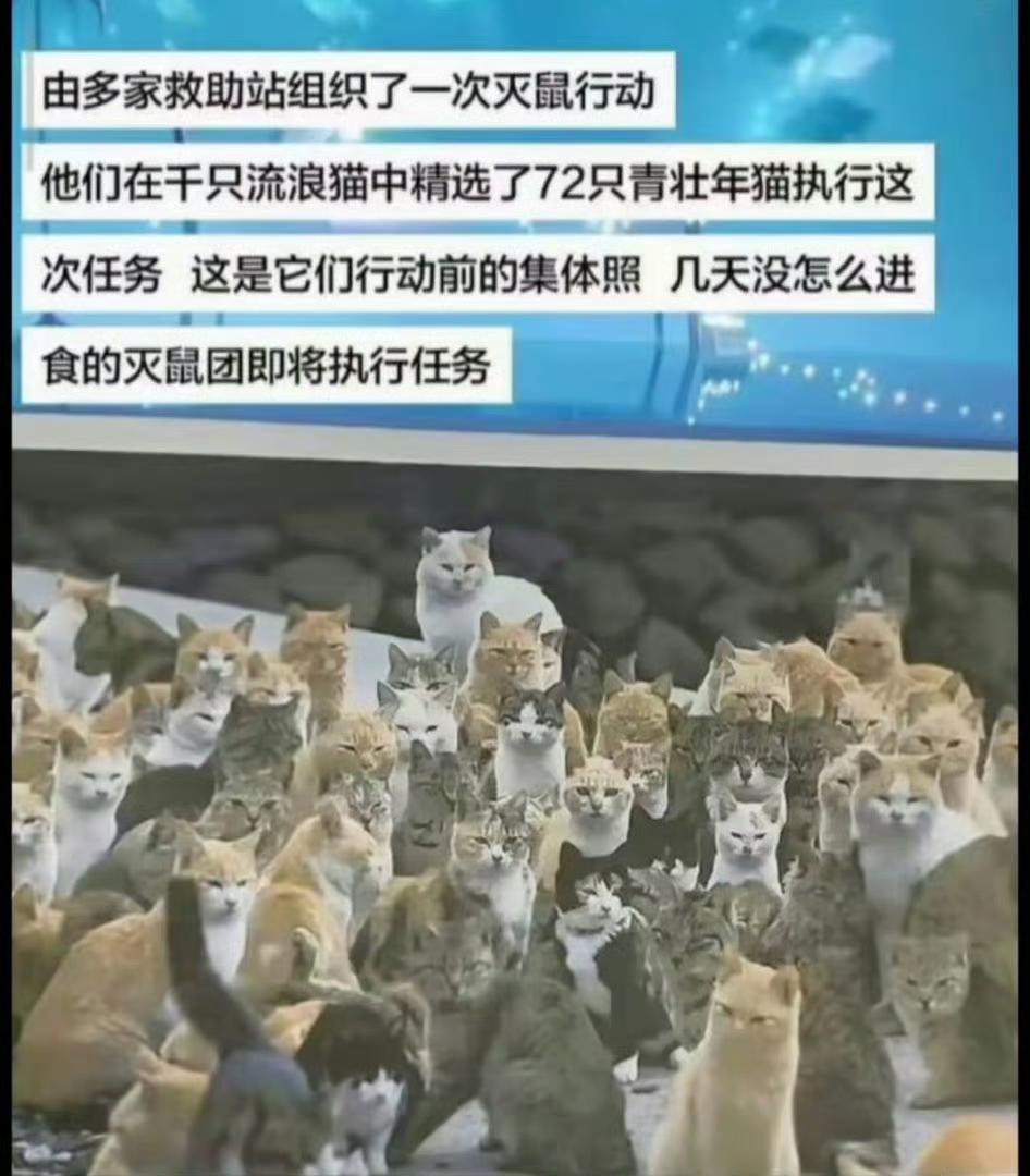 喵星人：我们是正义的灭鼠小分队，专治各种不服！老鼠：我太难了，连流浪猫都来欺负我