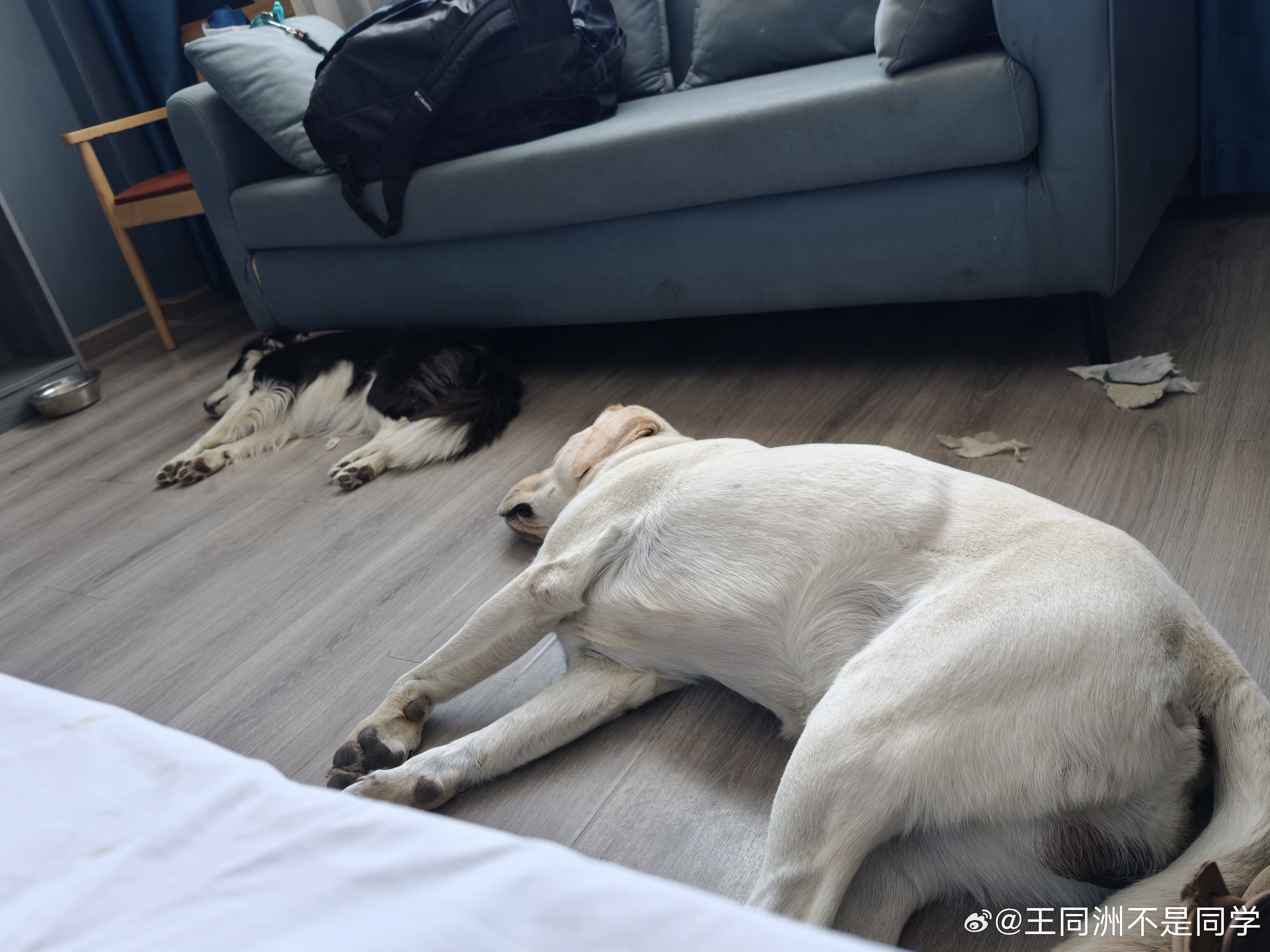 同步一下小狗们的近况酒店里玩累了一个姿势睡着了早上遛狗，因为住在市区里，没法像在
