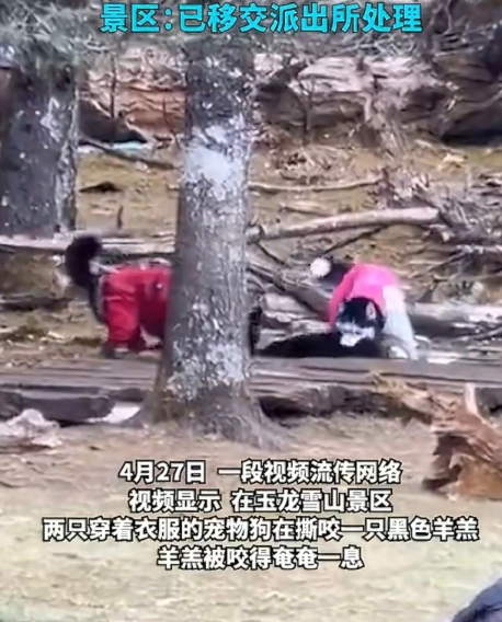狗都是肉食性动物，无论是什么品种的狗出门还是得拴起来，这种教训已经不是一次两次了