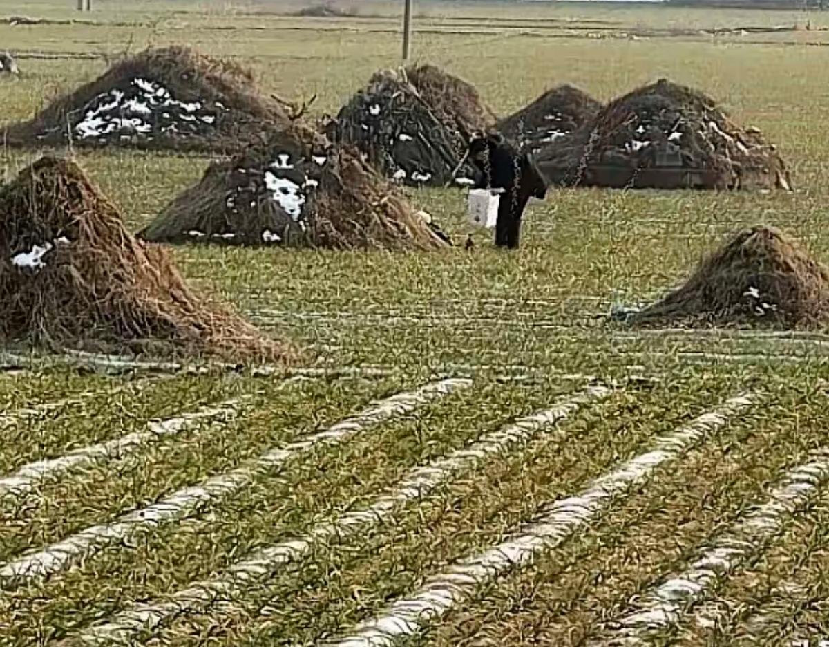 2026殡葬新规刷屏！深埋不留坟，是进步还是丢了传统？说实