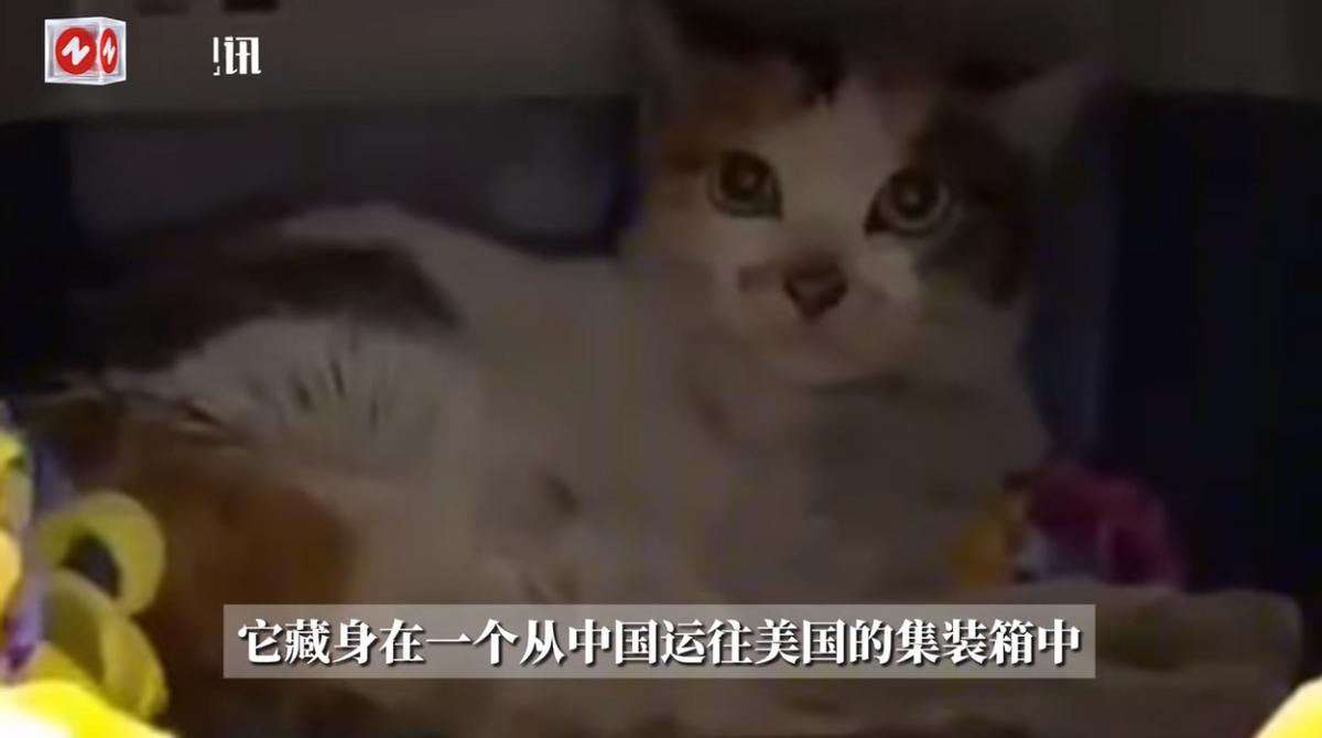 “离了个大谱！”我国一只本土猫因为意外上了集装箱，结果在经历了三周的海运后，来到