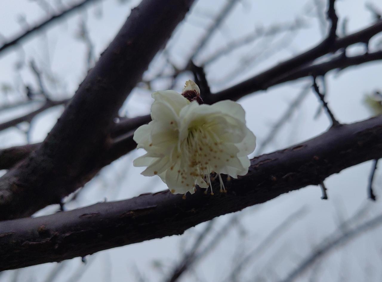 老家堂爷爷去世，村里一位长辈打电话来，要求赶快回去奔丧，咋咋呼呼地嫌怠慢了，给了