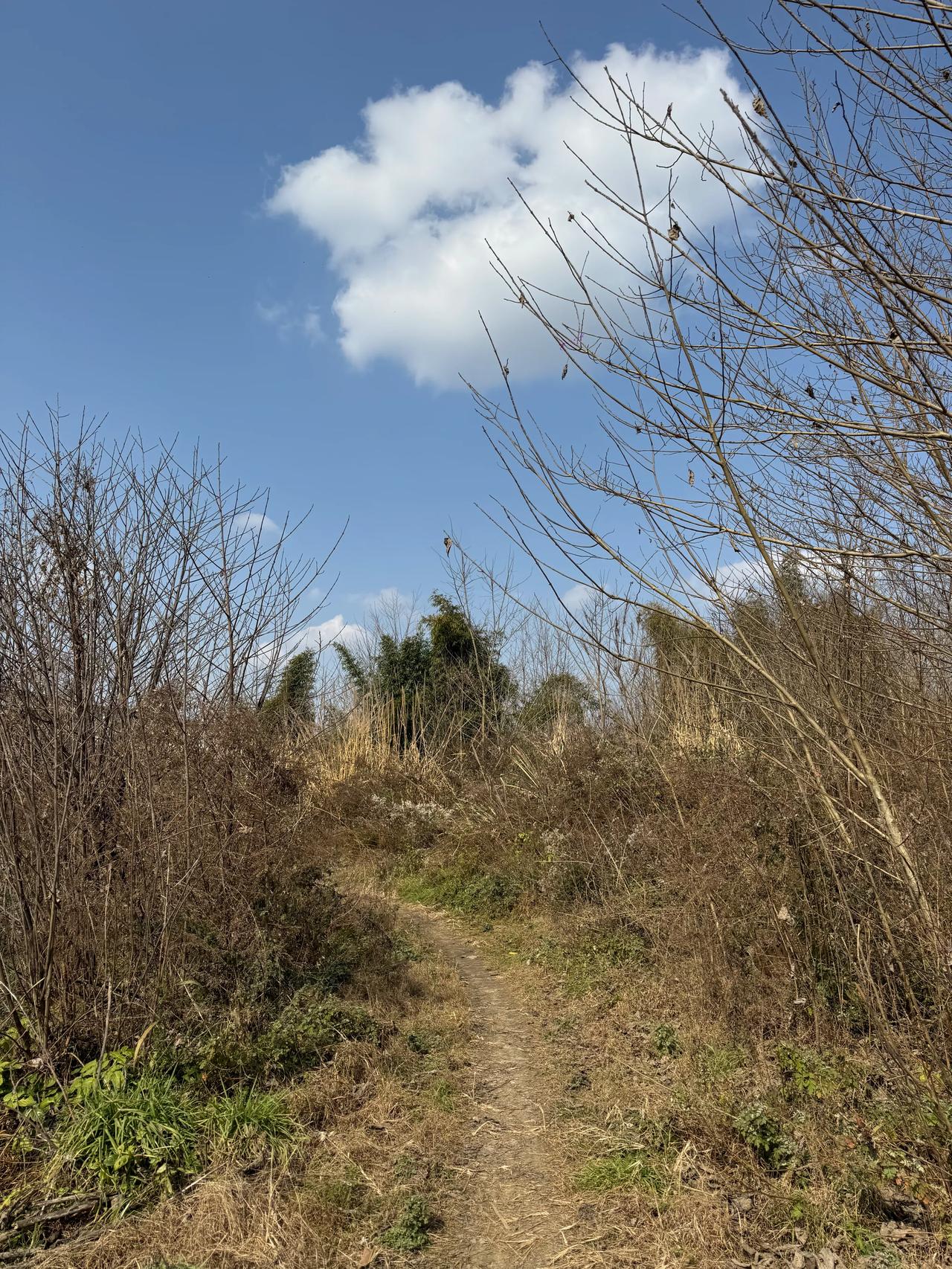 成都白沙这片地！好好农田占了五年了！荒了五年！