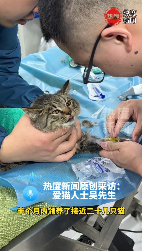 “严查到底！”11月23日，江苏南通，一男子半个月的时间内，领养了约30只猫，这