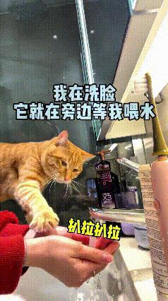 这个视频我看了好几遍，我真稀罕这个猫啊，要是自己有一个就好了。恁瞅瞅这只小橘猫