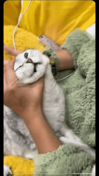 吃个药真难，给猫咪喂药不容易啊！