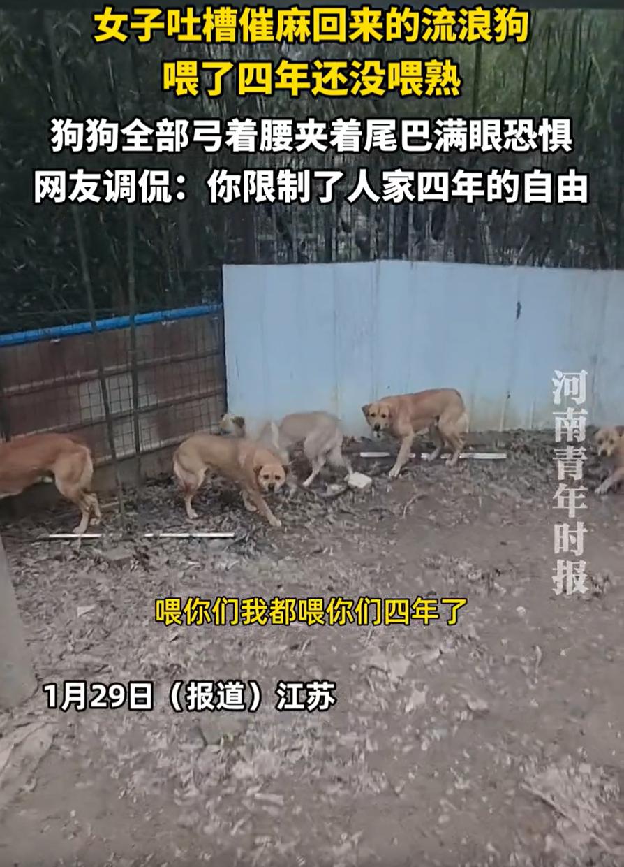 江苏，一女子在网上吐槽，自己吹麻带回了几只流浪狗，可自己养了4年，到现在都没有养