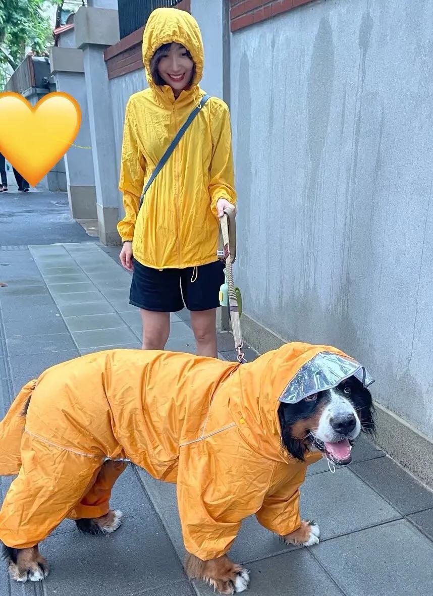 今日分享：上海遛狗法则——人可以狼狈，狗必须高贵。下雨天？不存在的！在上海，就