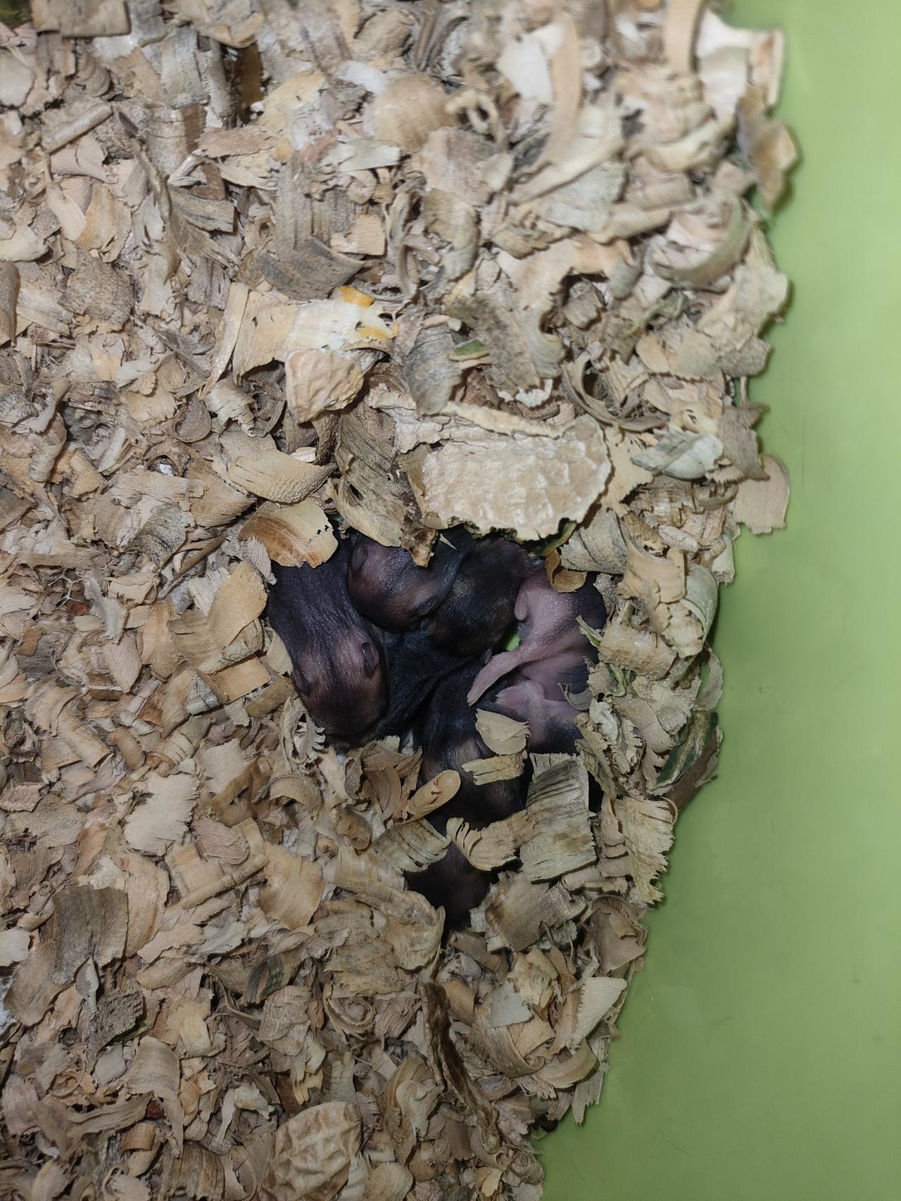 仓鼠的繁殖能力太强了，三个月，从2只，直接变成14个孩子非要养猫养狗，我不同意