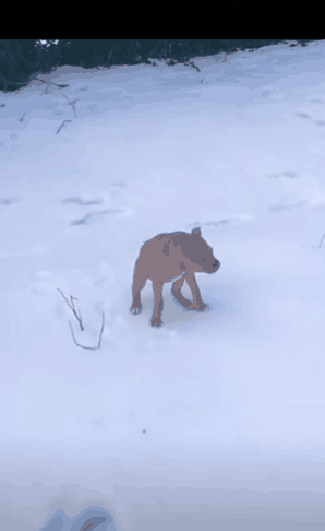 这狗怎么这样？怎么会有人养半只狗？