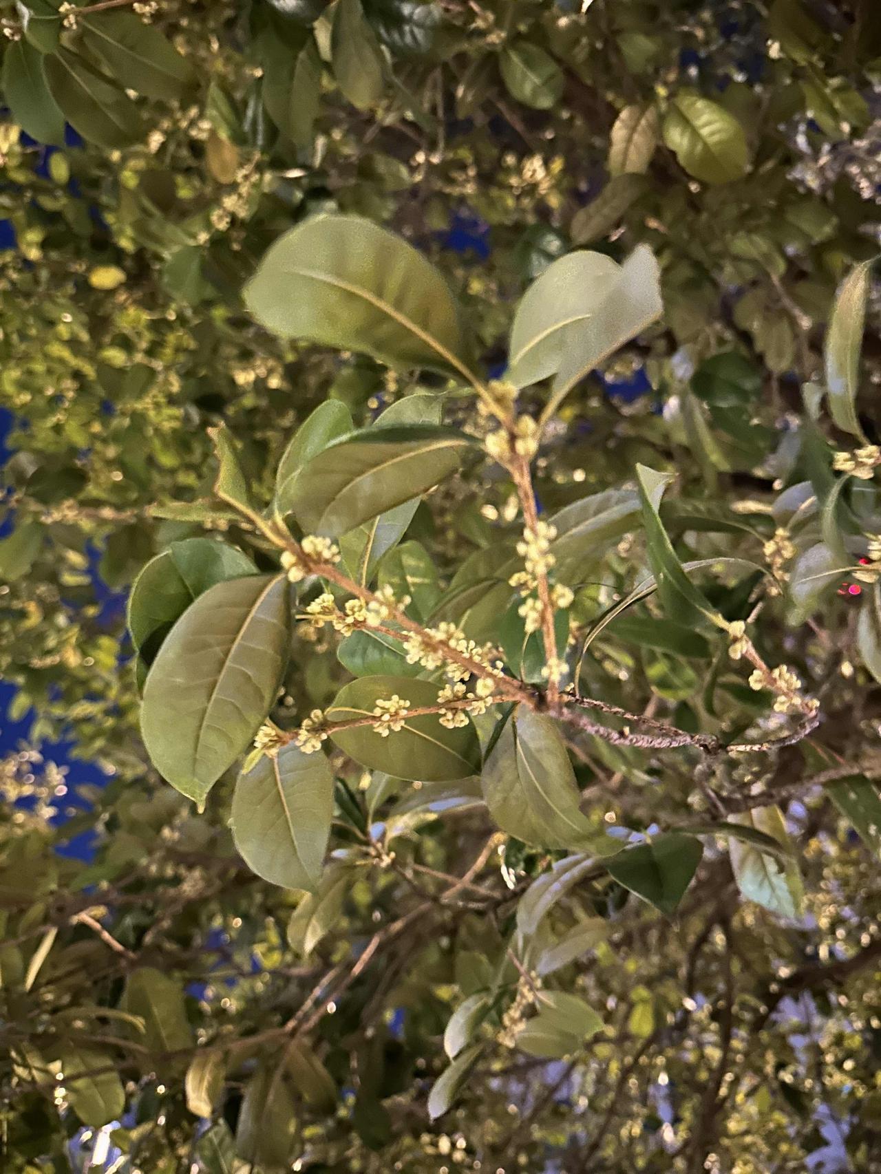 九月初九话重阳我陪护母亲从医院回来，89岁的父亲早已做好晚饭，一如既往，一见我