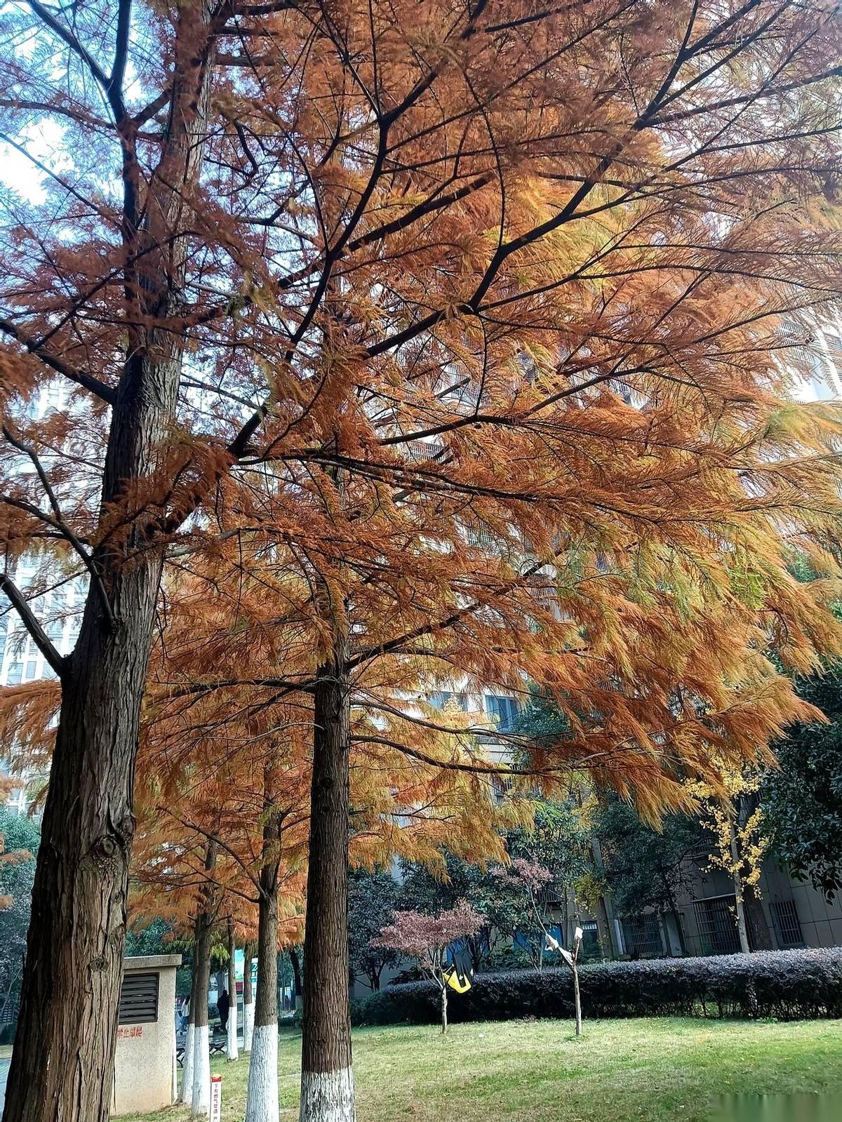 楼下新开那家麻将馆，老板娘，跳下去了。人没死成。现在是植物人。听说是在网上