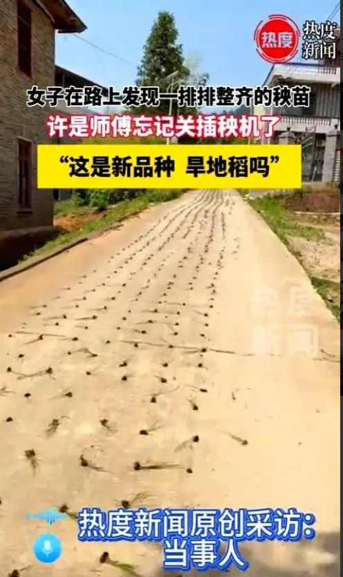 “这下亏大了！一师傅带着插秧机去地里插秧，结果，却忘了关，就这样，给一路的水泥