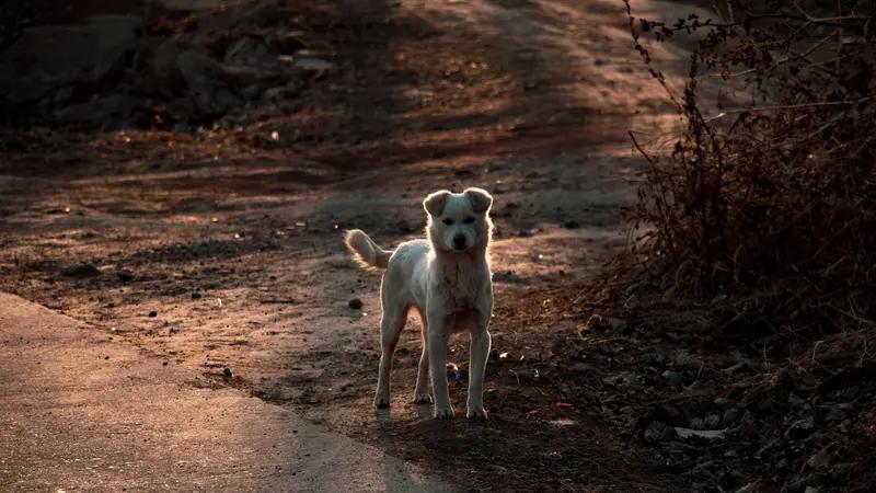 只有流浪猫，很少有流浪狗。因为猫会自己寻找食物，会捕猎。所以，在哪儿都可以看