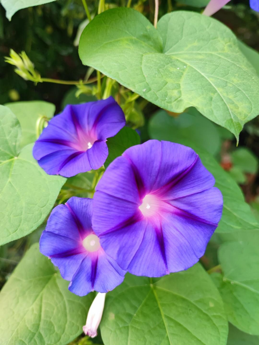 今天回去看望公公，问他想吃啥，他说就愿意吃苹果。去超市看看还真贵，公公吃