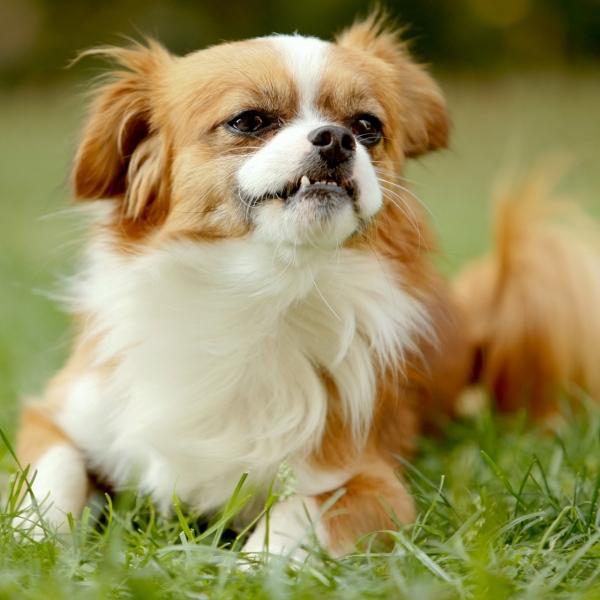 毒饵与泪痕：小区投毒案，法律讲理，人心讲情小区草坪上那滩水早干了