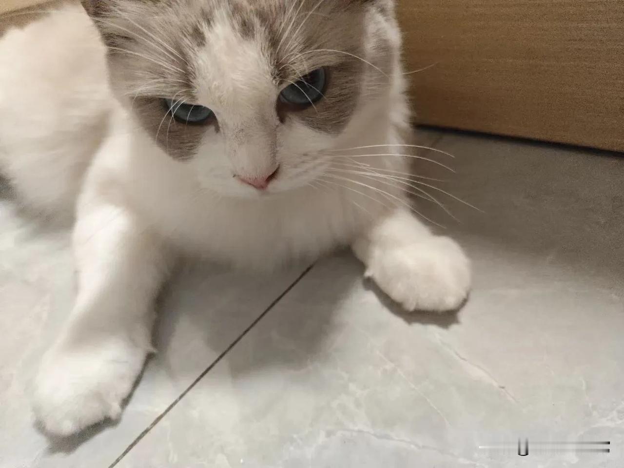 加班晚归粮吃完了，猫主子直接“冷战”？这反应笑不活了！家人们谁
