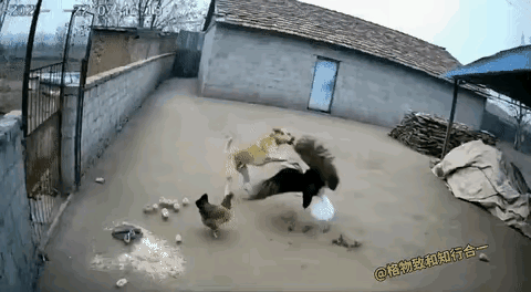 有时候，胜败就在一瞬间！这只老鹰还是太高估了自己！本是俯身下去抓小鸡的，