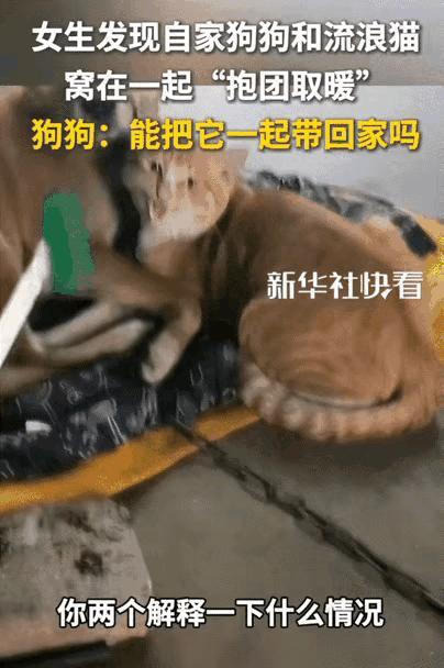 笑不活了！浙江，女子家狗狗离家出走后，急得女子四处寻找，结果在一角落处看到自家狗