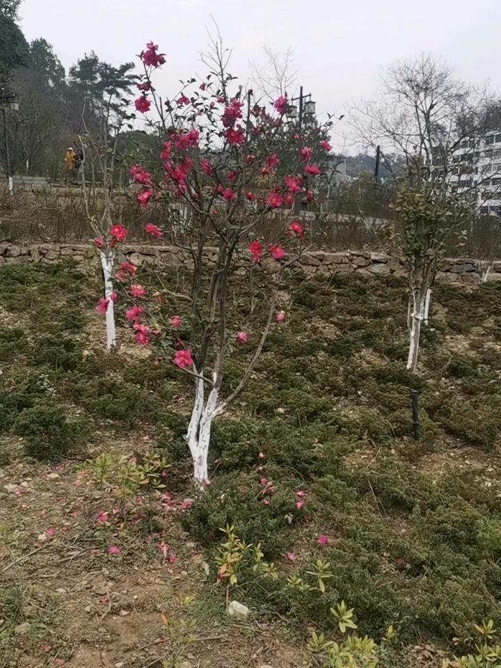 茶花怒放，春天还远吗？野外无人打理，无人看管，无人浇水施肥的茶花，在寒风凛冽中