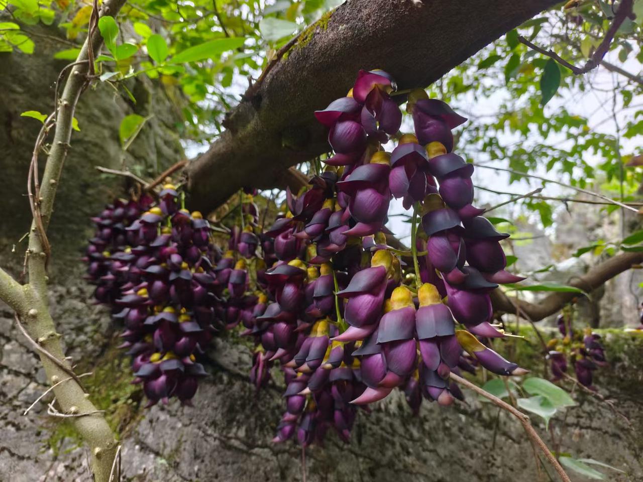 我发现了，五十岁后很容易失眠，特别是申请退休后更容易失眠：1、我是上个月申请