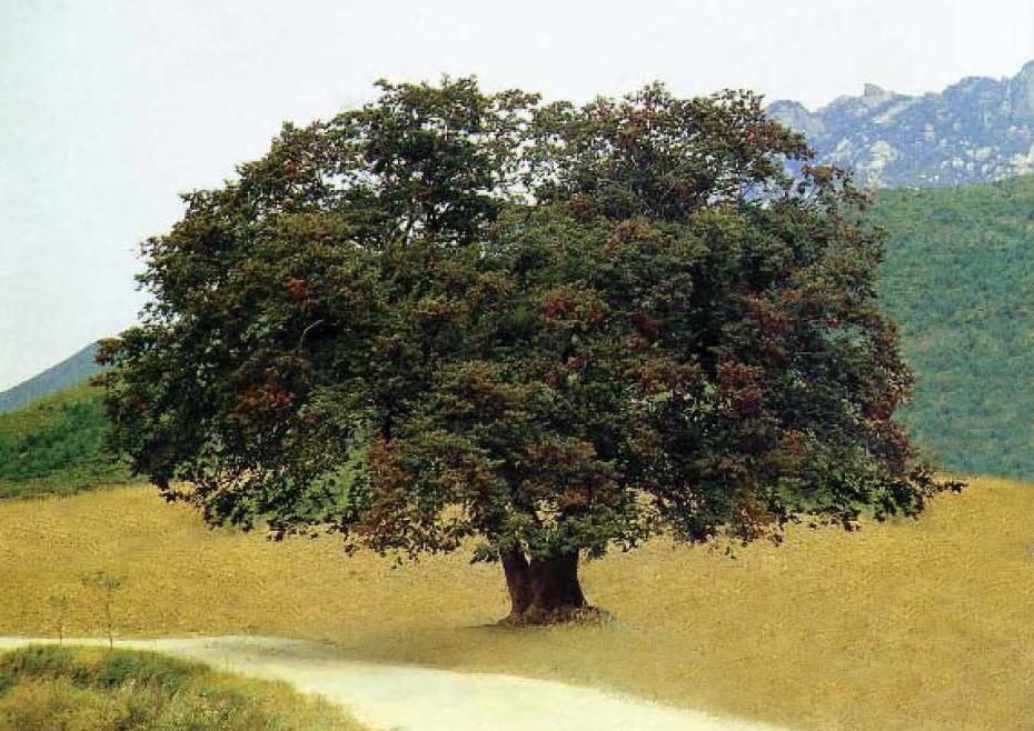 三巨里榉树三巨里榉树是位于开城市的一棵树。据传，1590年顷种植了三巨里榉树