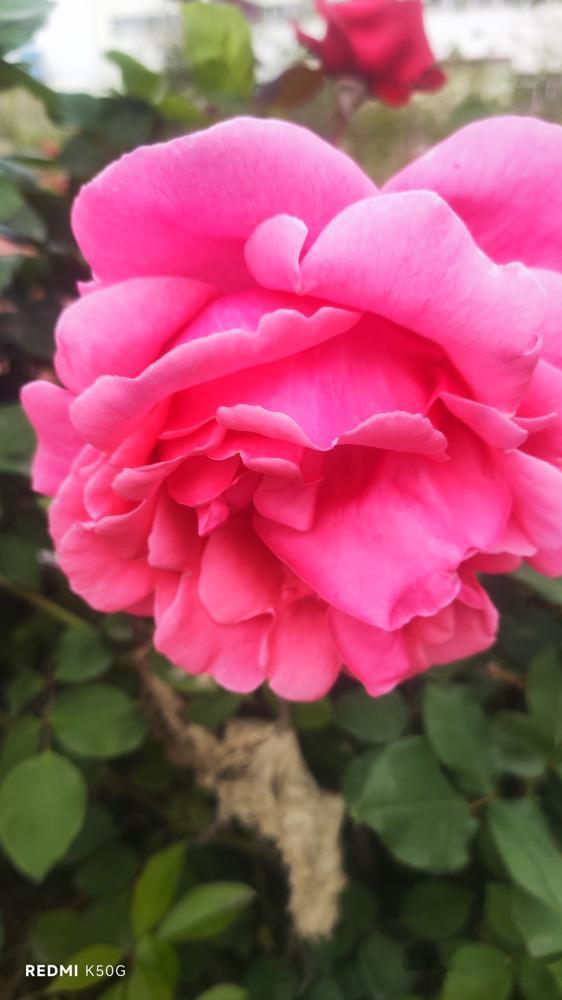 海南封关了。媳妇儿打电话说亲戚家好几个在海南买的房子这回可以笑了。​我说咱们