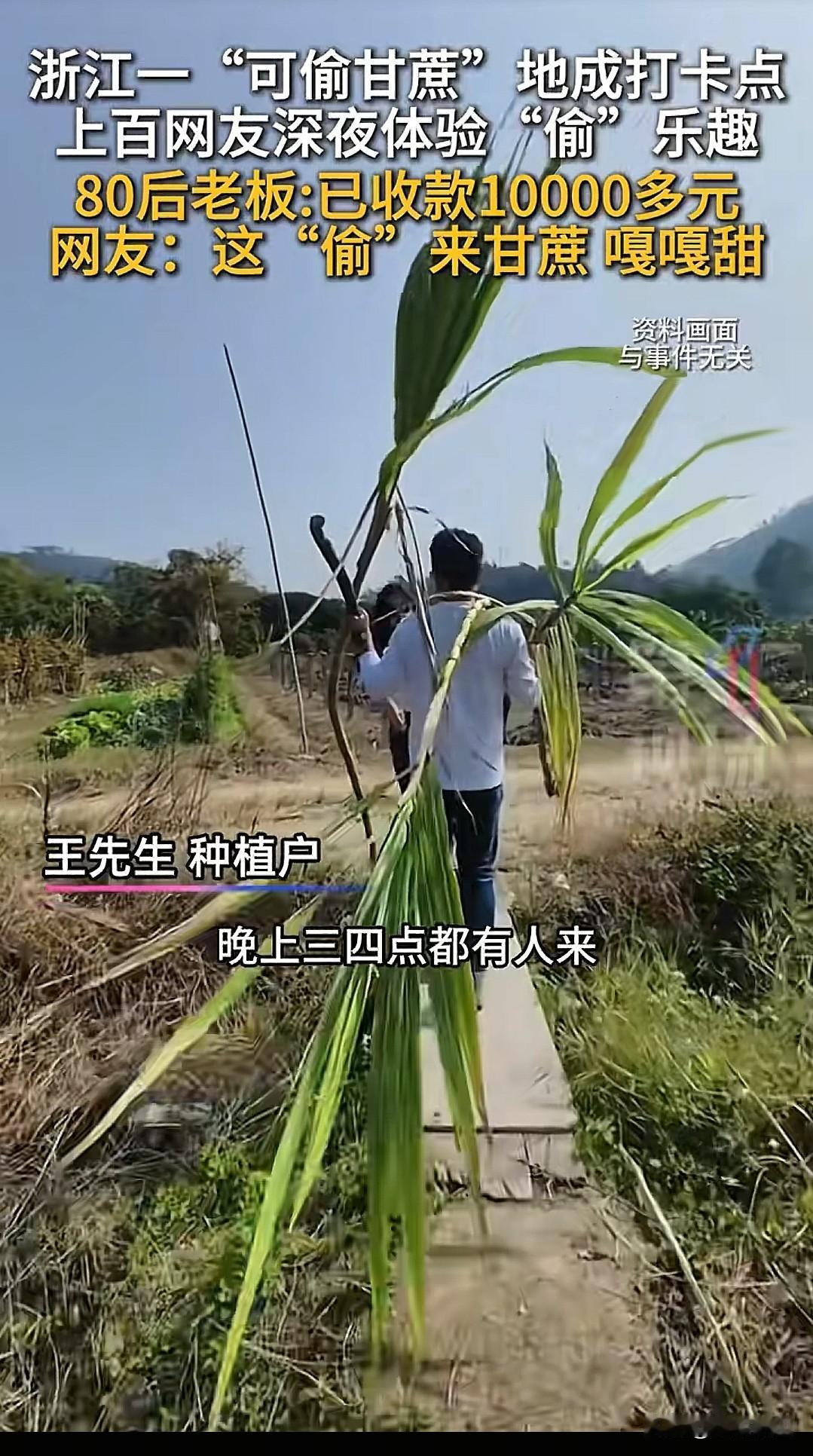 这脑子太好使了!浙江绍兴“自助偷甘蔗”地已有上百人打卡,目前老板已收到偷款100