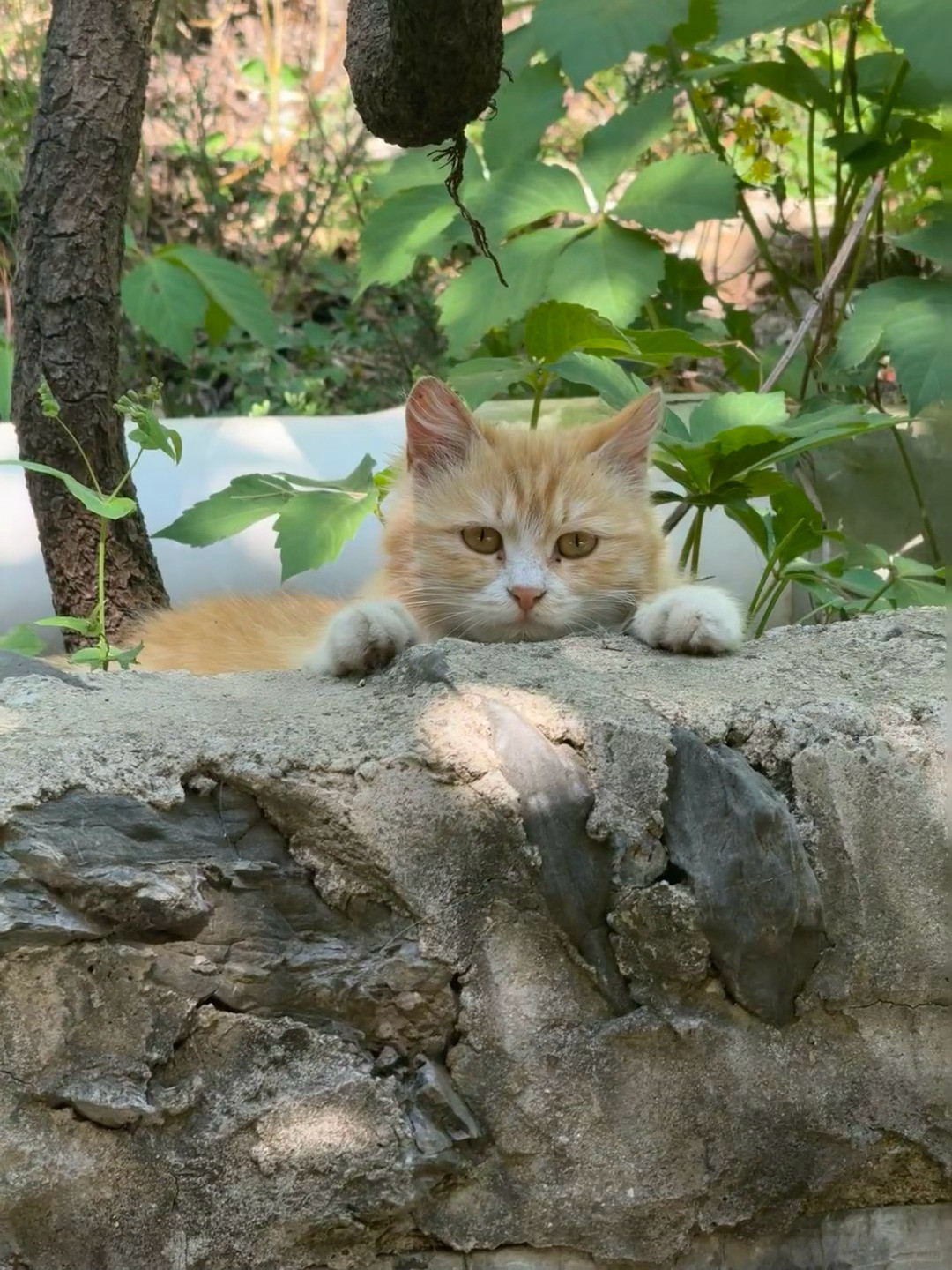 宠物博主不一定要有猫路边偶遇的小猫，它好像知道自己很可爱～