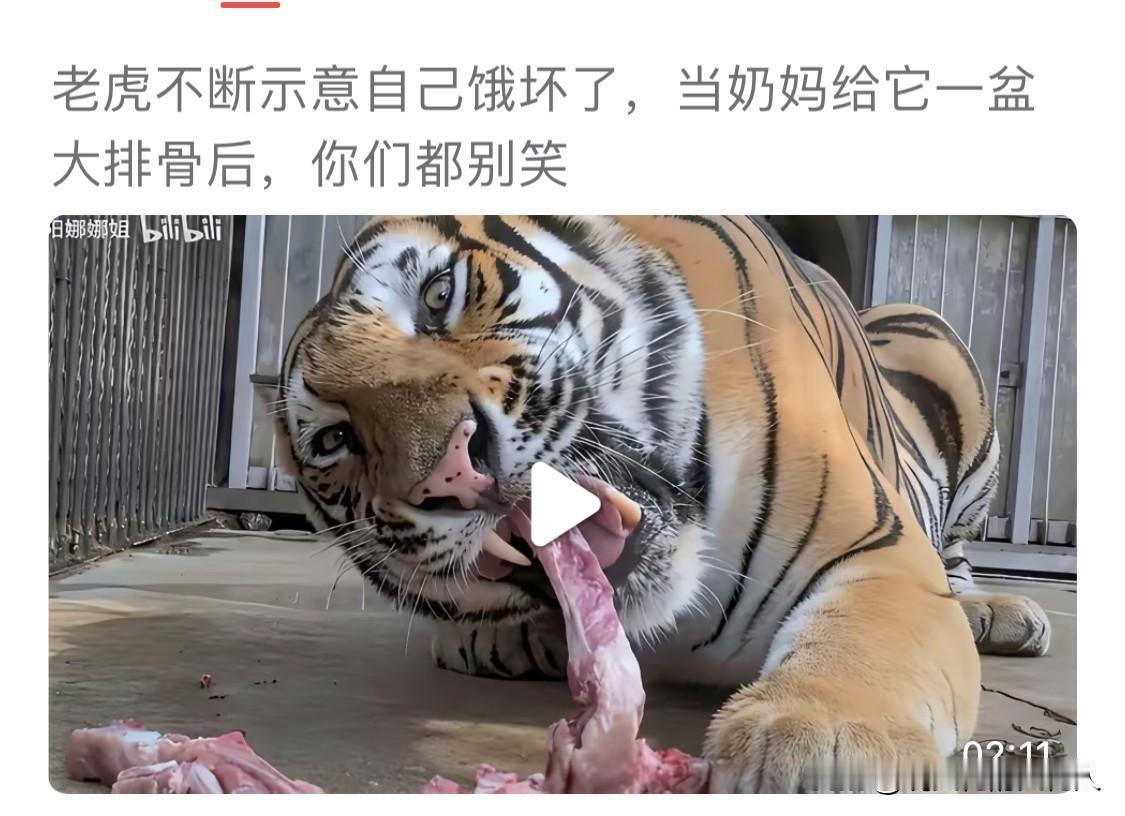 看老虎吃肉的视频，它慢悠悠地啃着排骨，有人评论：怎么这么斯文？狼和鬣狗吃肉可比它