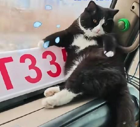 12月19日，河北唐山，挂车司机与小猫彼此相伴走南闯北，挂车司机因工作原颠沛流离