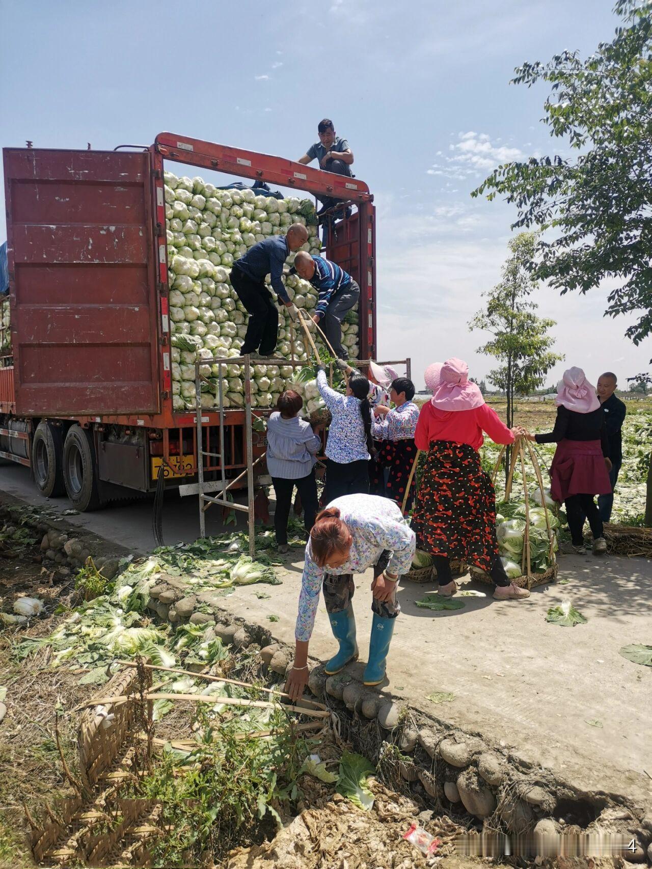 真的脸都不要了！11月18日，河北，一男子从内蒙订了35吨白菜，并承诺到时给货运
