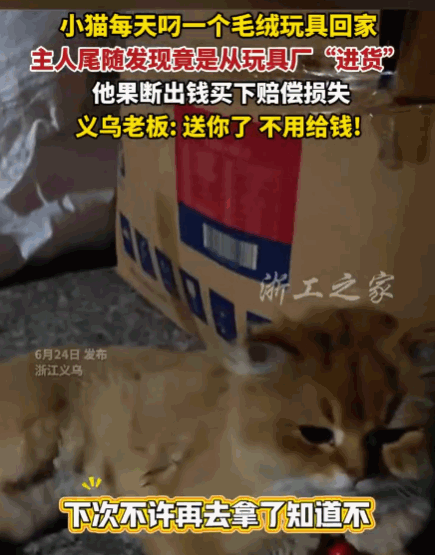 老板大气！浙江义乌，一男子的猫竟养成了每晚叼一个发卡回家的奇特“癖好”。为查明真