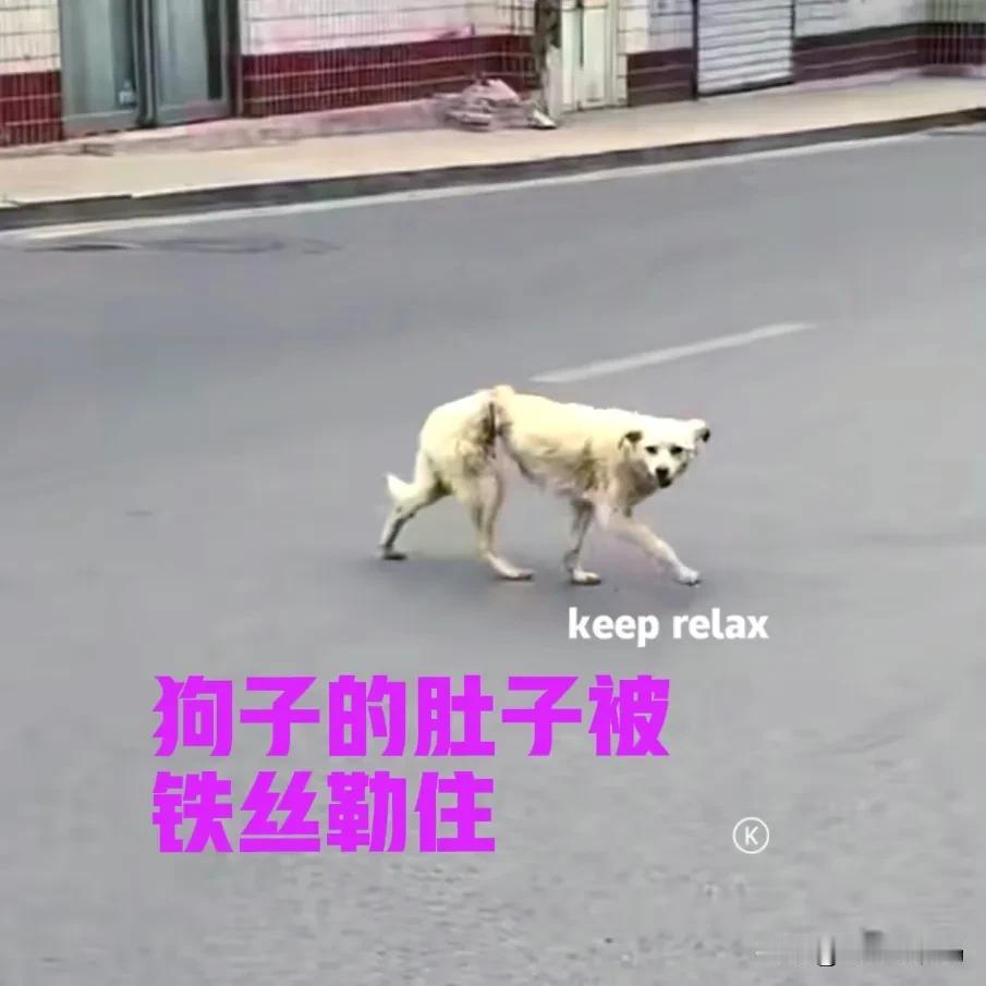 山西的一位女网友，在路边发现一只流浪狗。狗子走路的姿势有些奇怪，仔细一看，才发现