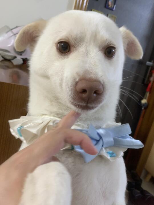 梅雨季的小狗～快心碎了💔