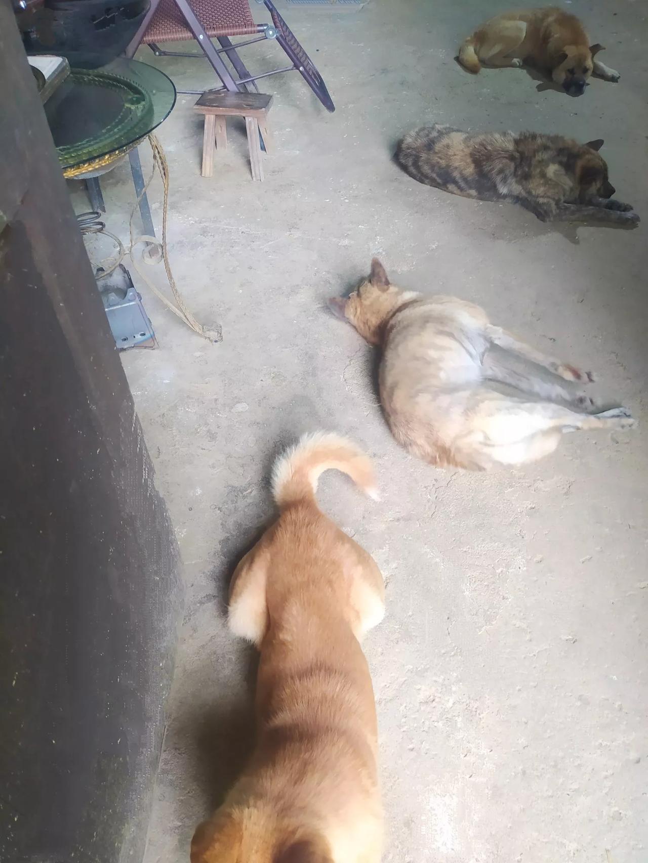 咱们的中华田园犬不但通人性，还懂狗性[红脸笑]我家这几只，不论何时何地，就算困成