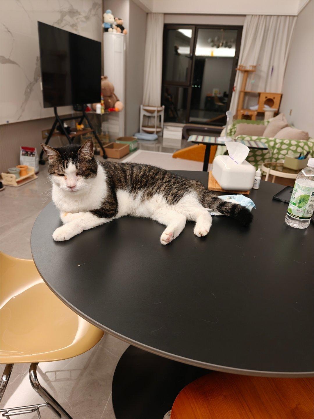 今天终于有空拍了小猫！想念我的猫！​​​
