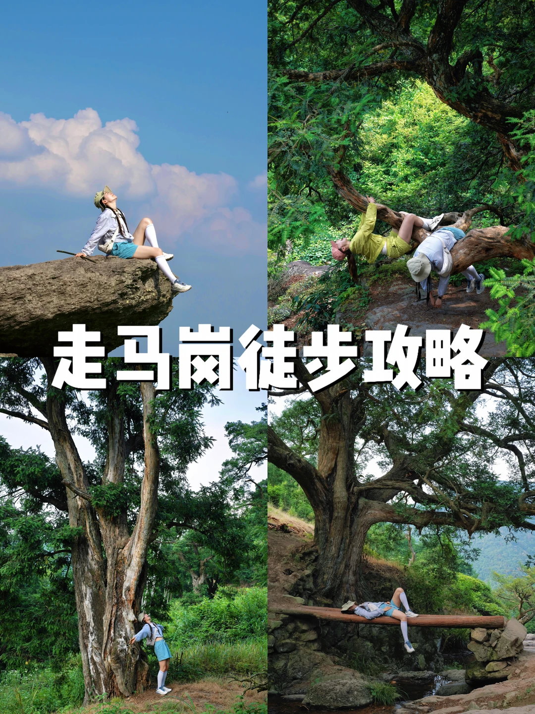 🌳闯入千年香榧林｜走马岗正穿指南 拍照绝了