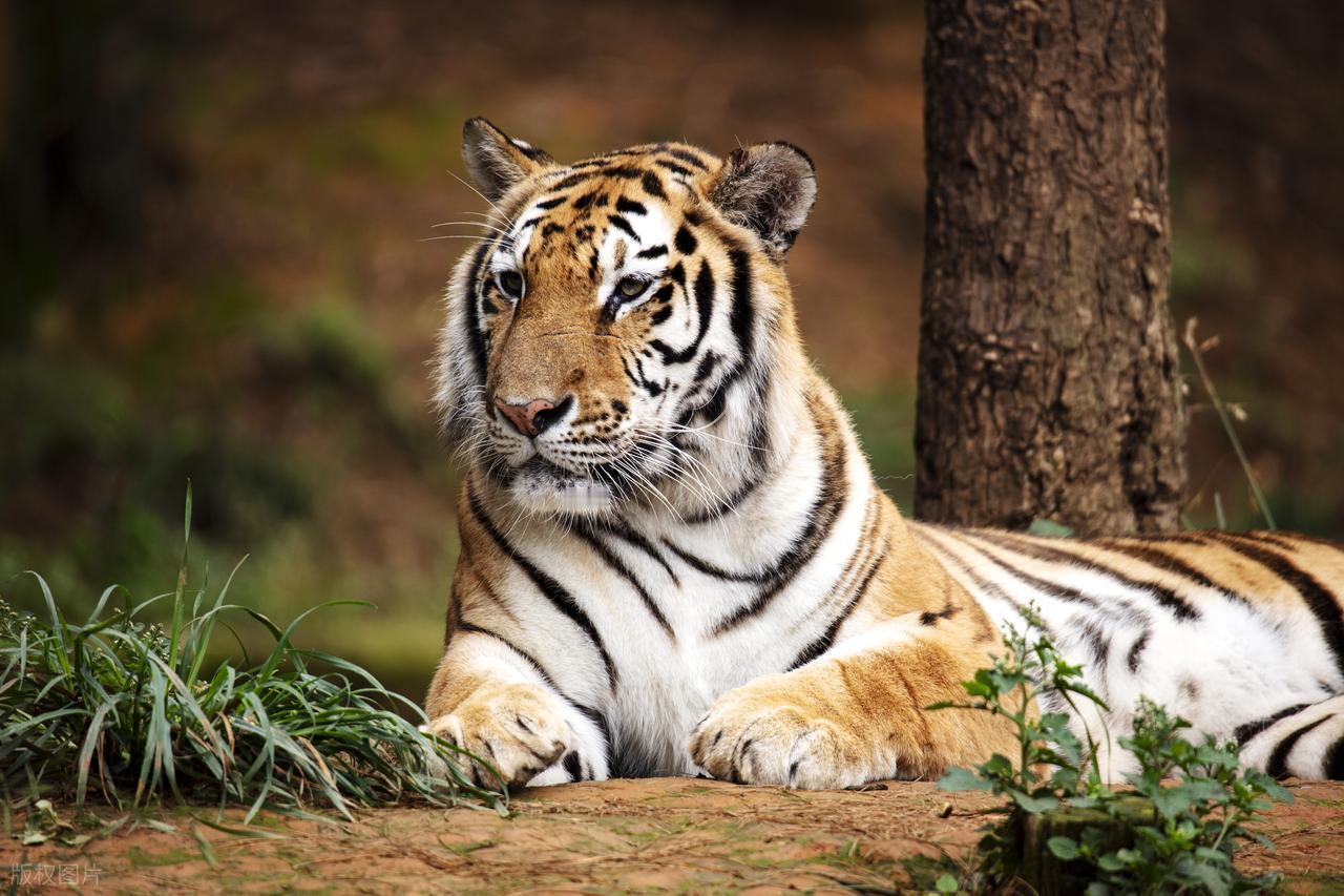 明朝传奇故事明朝时有个叫刘瀚的人，是个好吃鬼，每顿是无肉不欢。一个晚上他得了