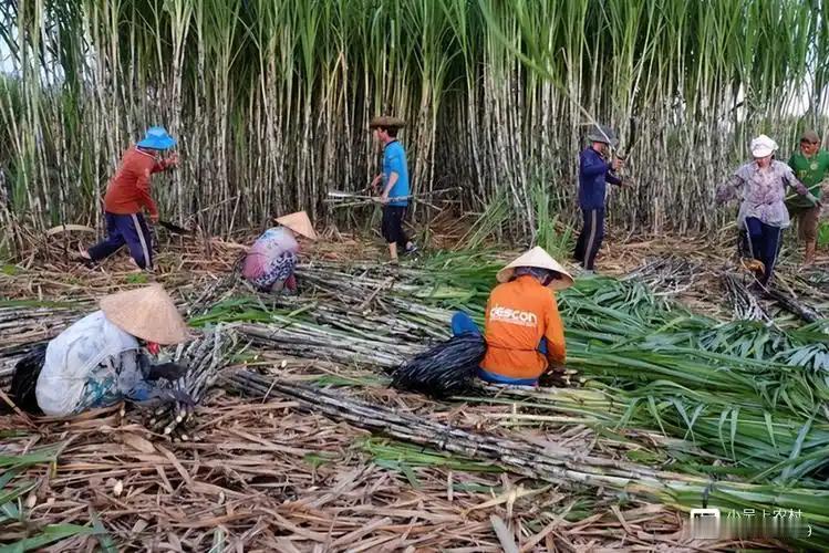 越南变化确实大，以前喊越南人过来广西砍甘蔗，一天50元人民币，后来变100人民币