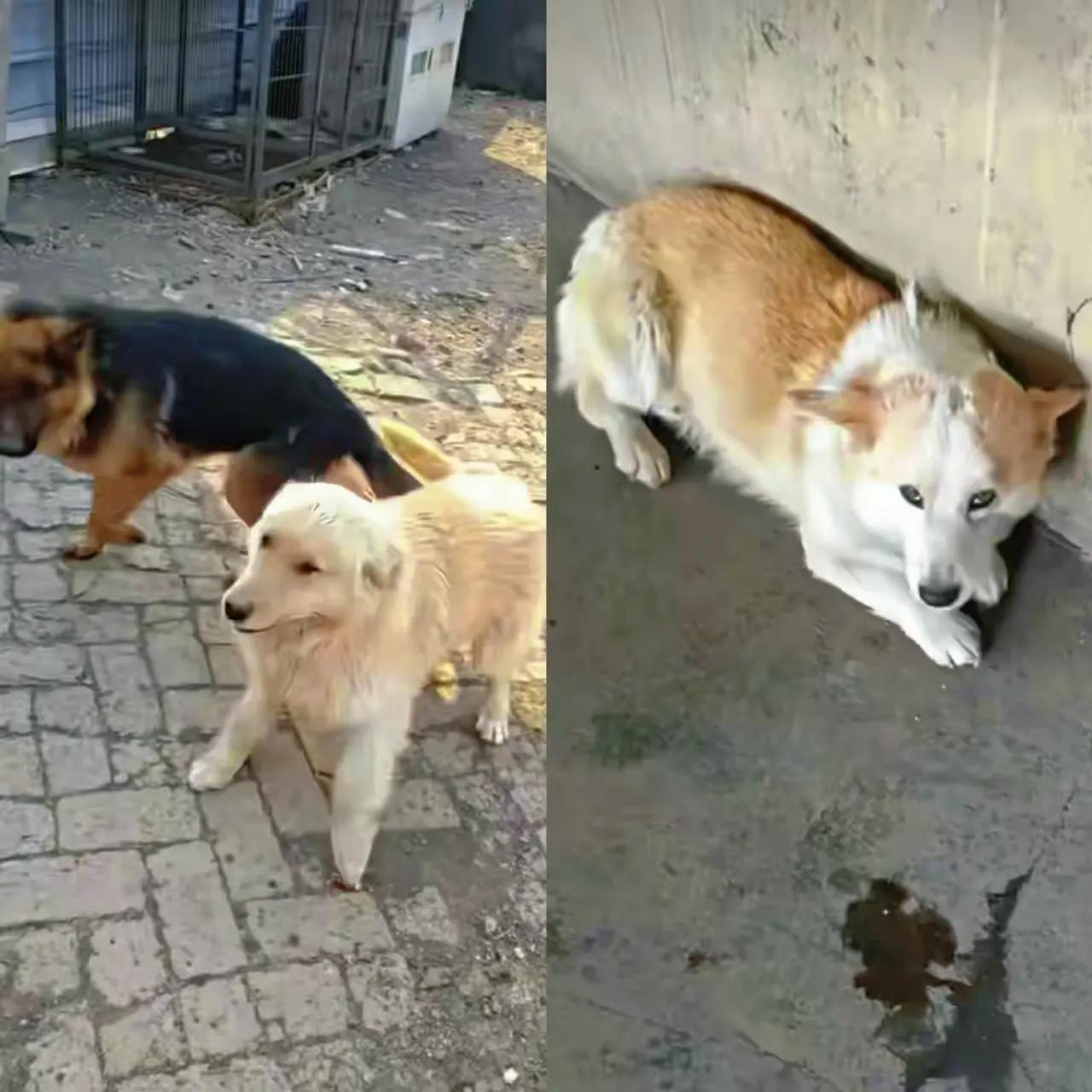 悬着的心终于放下了。7只狗狗最新后续来了。边牧、金毛、柯基，这三只是同一家的