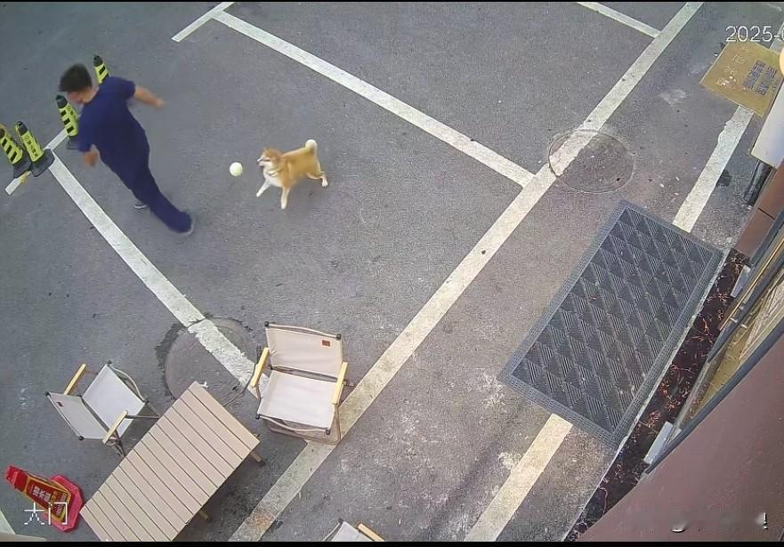 主人和自家狗狗玩甩球游戏，当球被抛向高空，快要落地时，主人一脚用力踢向球。这时狗