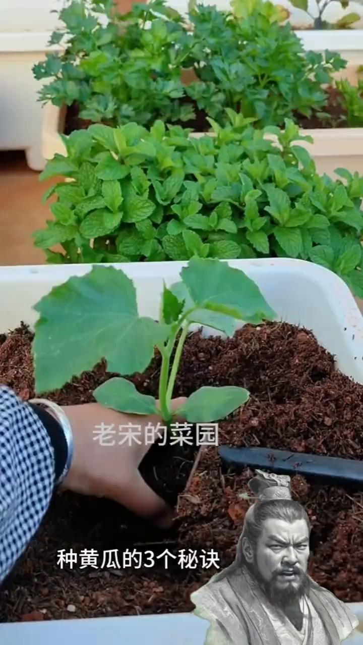 种黄瓜的3个秘诀。老宋的菜园。自己种黄瓜还要用农药和化肥，那就不如不种。告诉